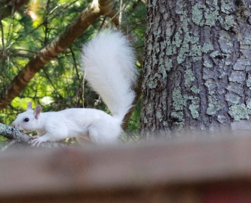 white squirrel lakewood hills